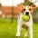 We love our furry friends